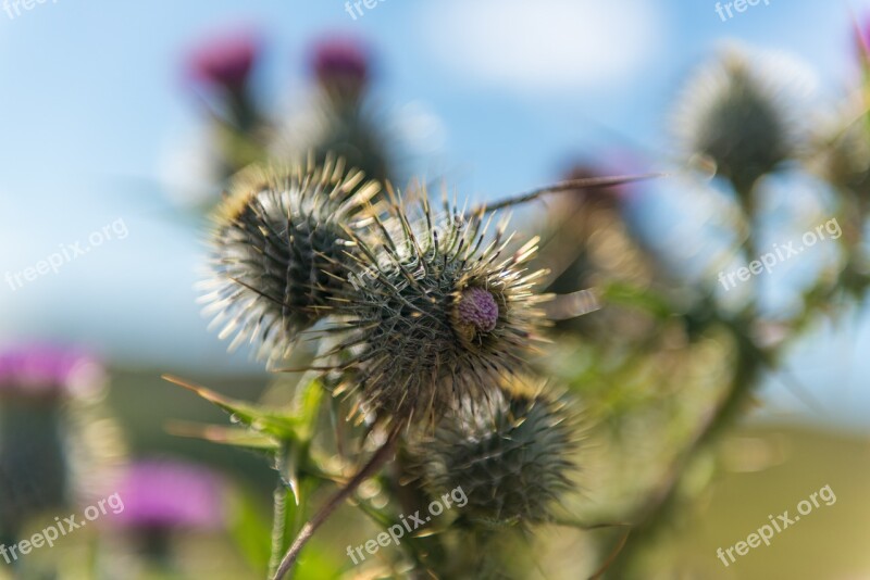 Thistle Blue Background Plant Nature