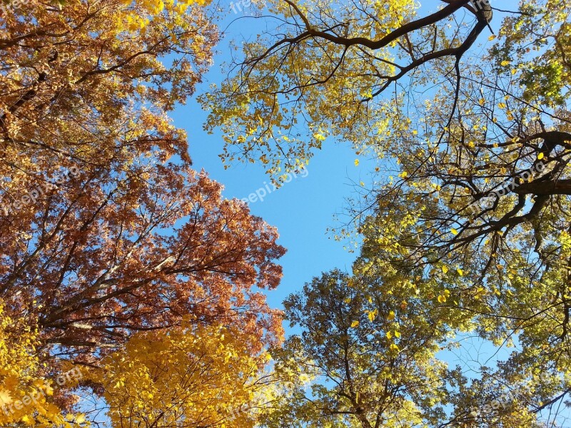 Treetops Autumn Fall Sky Natural