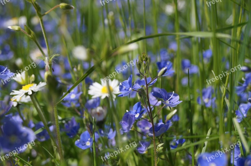 Garden Bluebells Grass Nature Spring