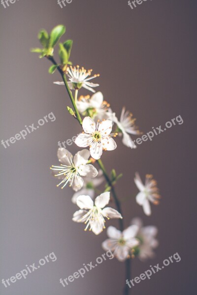 Spring Cherry Blossom Spring Flower Nature Spring Flowers