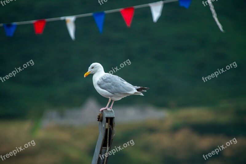 Seagull Bird White Animal Feather