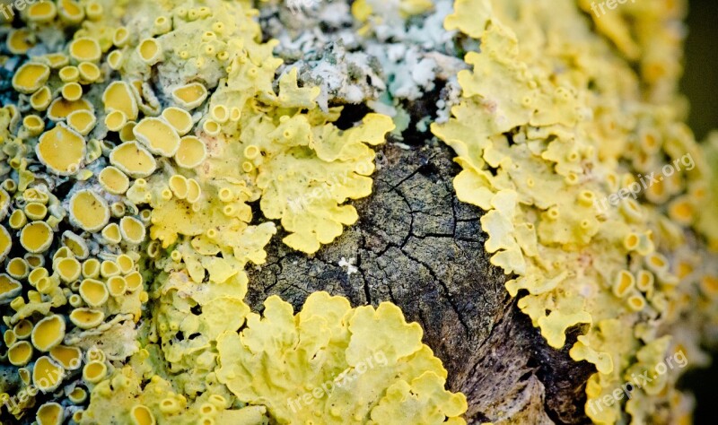 Wall Lichen Crust Lichen Lichen Yellow Macro