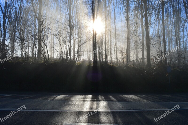 Sun Outdoor Road Fall Forest Trees