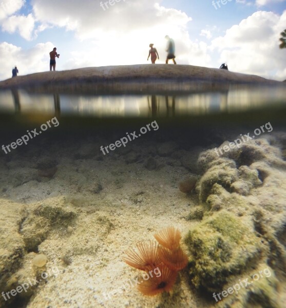 Under Water Ocean Dive Under The Sea Nature