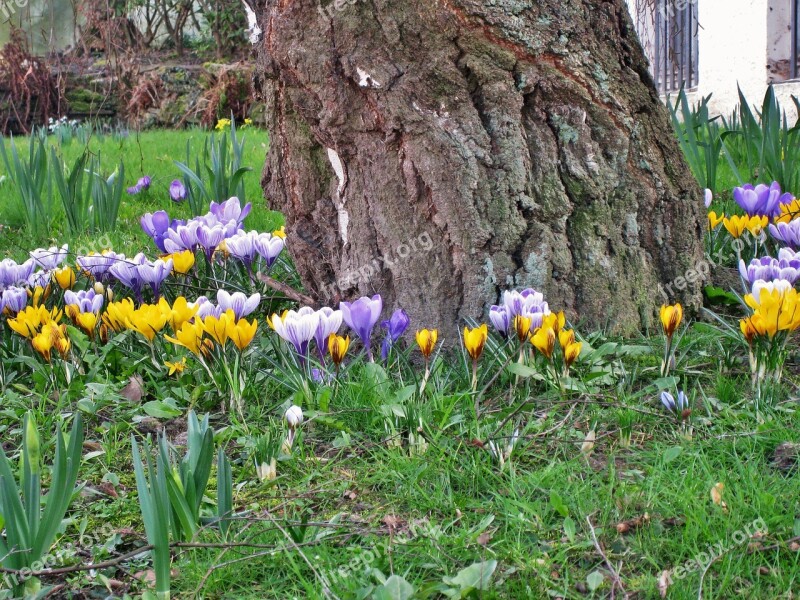 Spring In The Garden Crocus Birch Trunk Birch Petite And Powerful