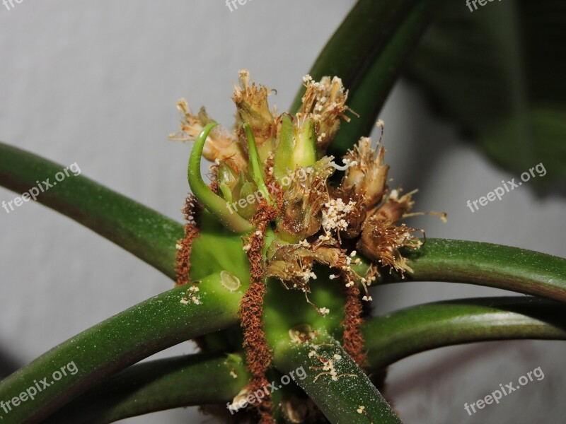 Flower Pollen Macro Yellow Green Free Photos