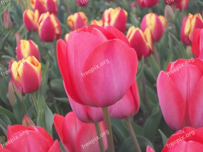 Tulips Flower Flowers Nature Beautiful