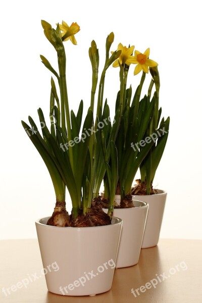 Vase Easter Lilies Spring Pan Flowers