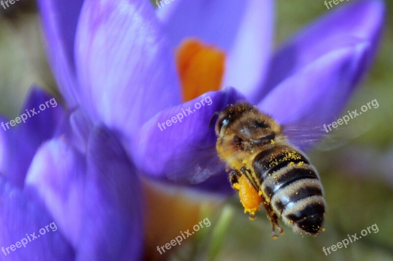 Bee Nectar Flying Foraging Harbinger Of Spring