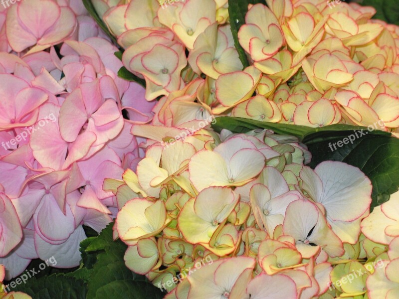 Hydrangea Decorative Bush Green White