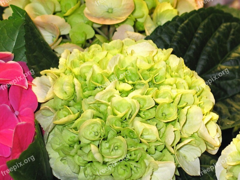 Hydrangea Decorative Bush Green White