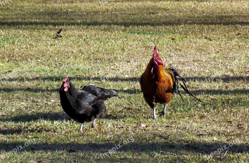 Rooster Hen Chickens Running Farm