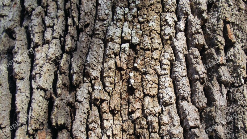 Live Oak Tree Bark Brown Grey Texture