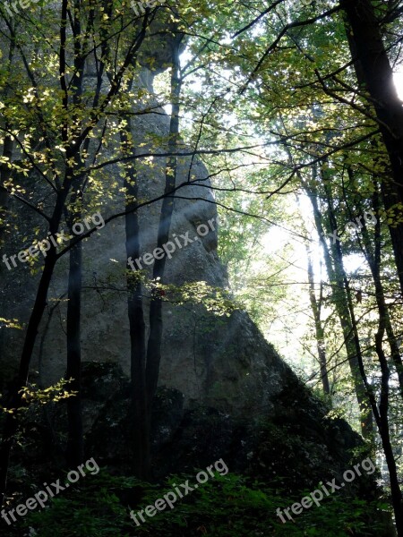 Tree Forest Light Rays Of The Sun Nature