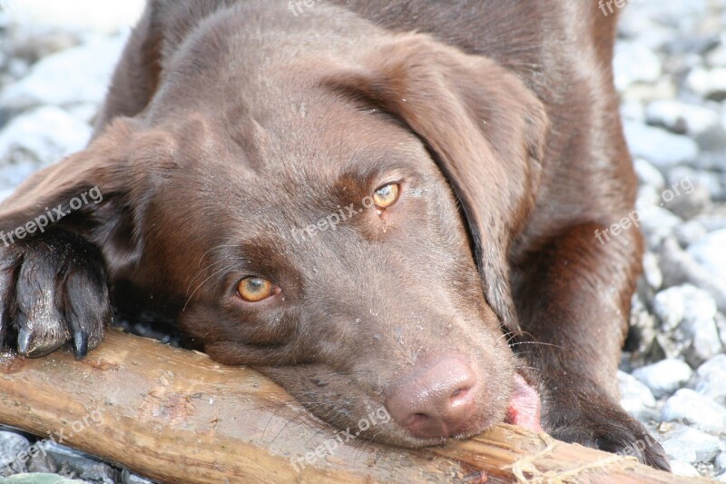 Dog Labrador Brown Head Portrait