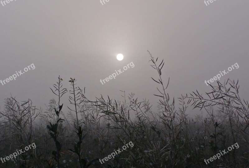 The Fog Grass The Sun Meadow Dark