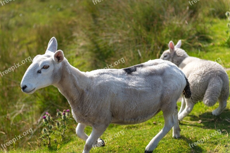 Sheep Flock Grass Green Meadow