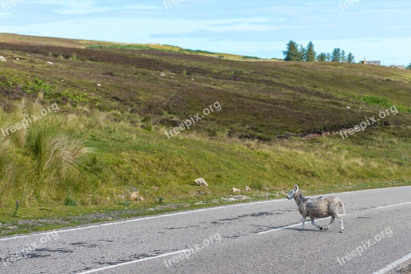 Sheep Flock Grass Green Meadow