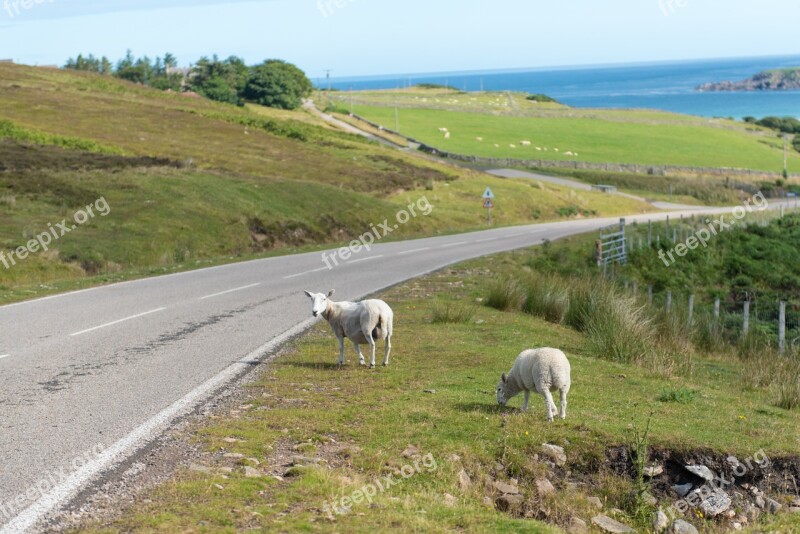 Sheep Flock Grass Green Meadow