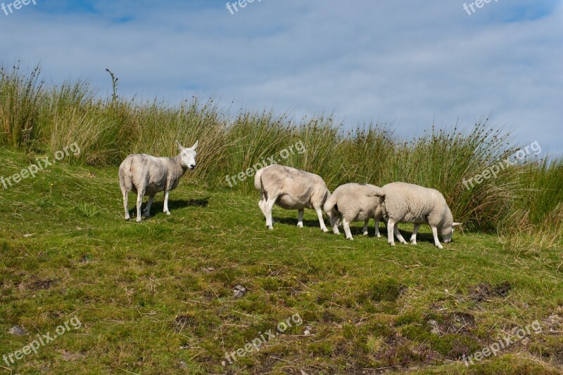 Sheep Flock Grass Green Meadow