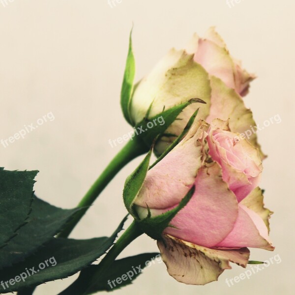 Roses Pink Flower Pink Rose Blossom