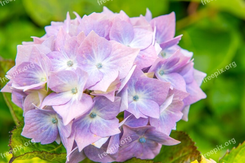 Hydrangeas Flower Blue Green Leaf