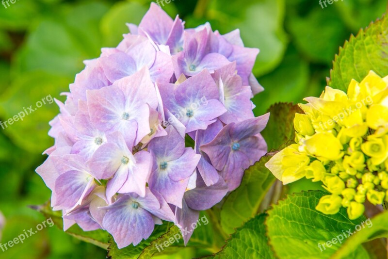 Hydrangeas Flower Blue Green Leaf