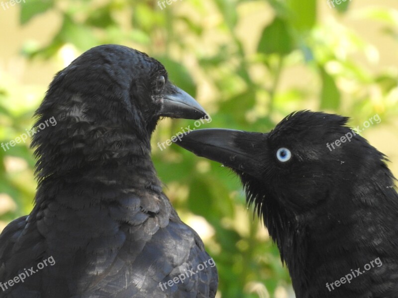 Black Crows Raven Bird Wild