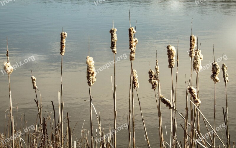 Cattails Reeds Bulrush Punks Cattail Seeds