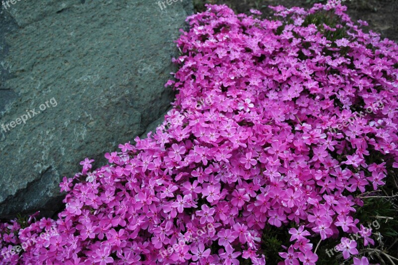 Phlox Creeping Phlox Garden Gardening Flower