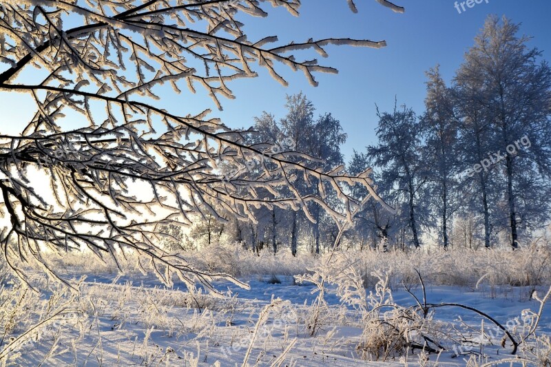 Winter Rime Branch Leann Frost