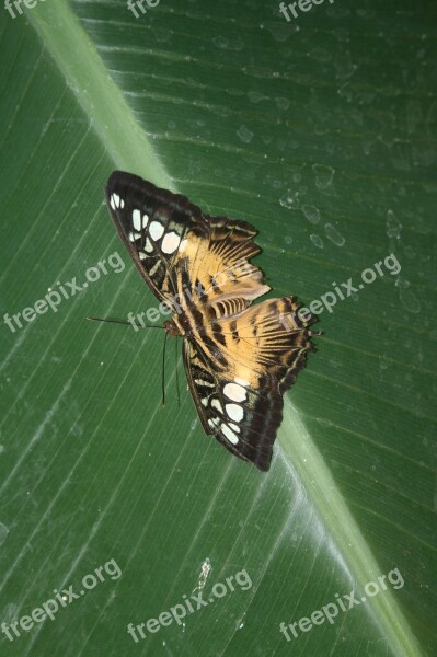 Butterfly Leave Insect Wildlife Garden