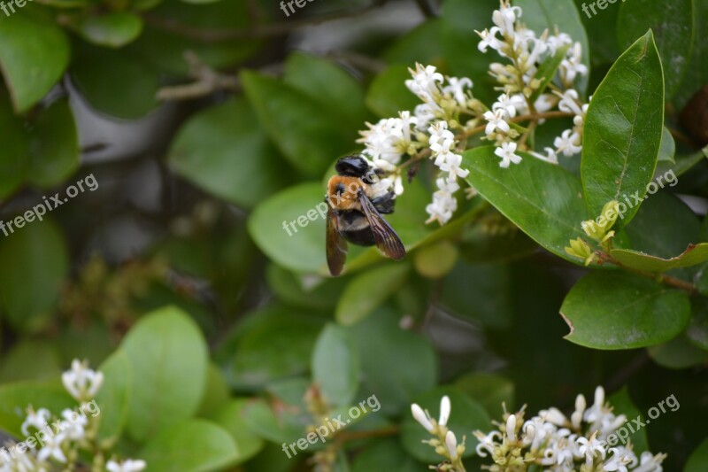 Bee Flower Pollen Insect Nature