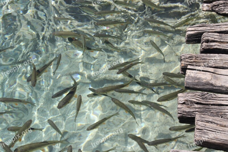 Fish Lake Croatia National Park Clear Water