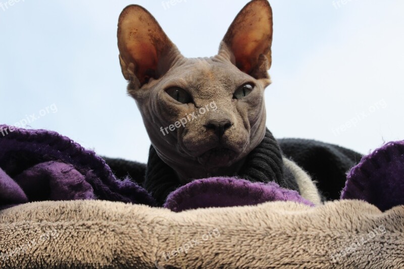 Animals Pets Cat Cats Sphynx