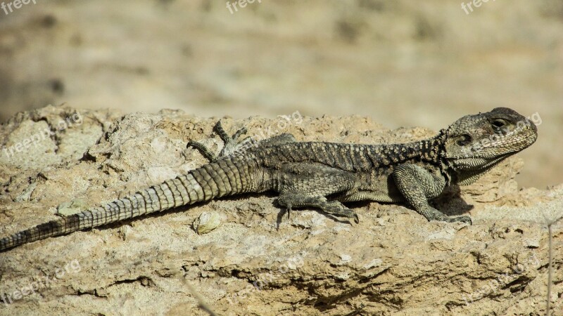 Cyprus Lizard Kurkutas Reptile Fauna