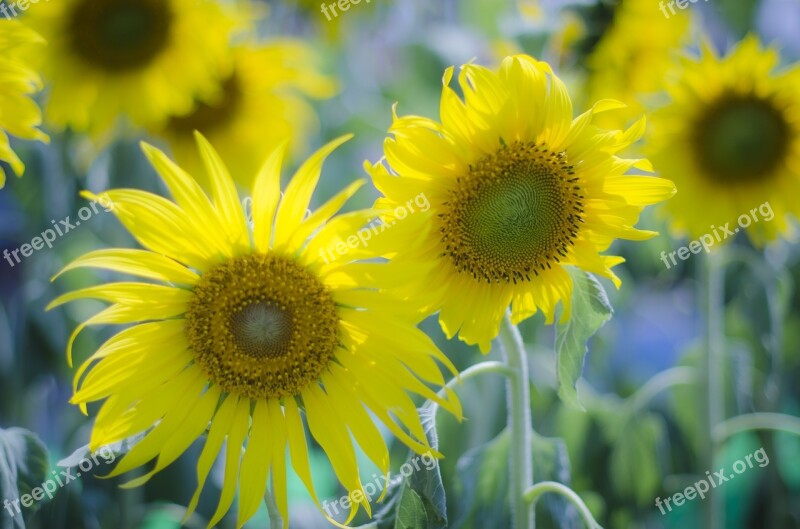 Abstract Agriculture Background Beautiful Beauty