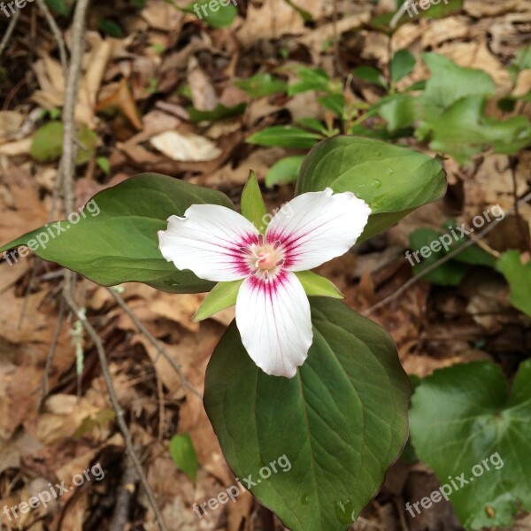 Flower Trillium Woodland Forest Free Photos