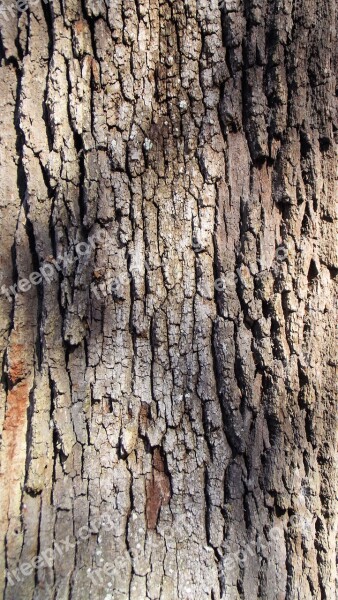 Live Oak Tree Bark Brown Grey Texture