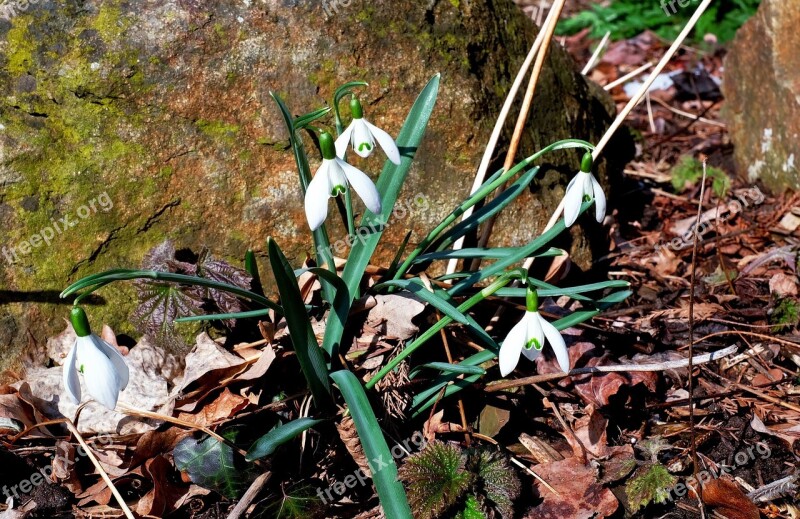 Snowdrop Blossom Bloom Spring Flower Early Bloomer