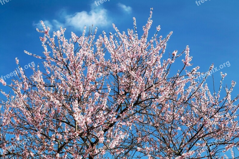 Flowers Pink Tree Flower Tree Spring