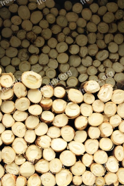 Bamboo Shoot Wood Bamboo Shoots Free Photos