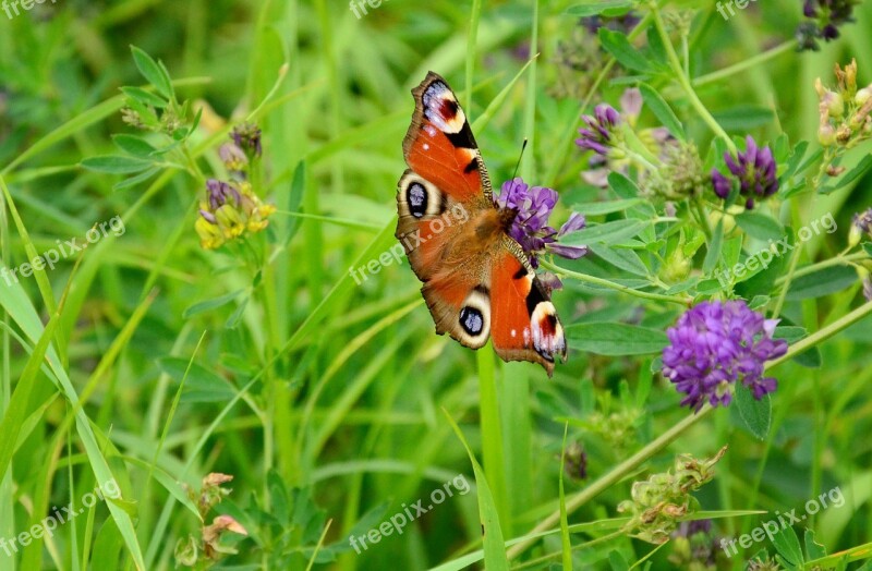 Butterfly European Peacock Summer Meadow Clover Clover Flower