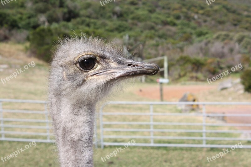 South Africa Ostrich Farm Bouquet Africa Animal