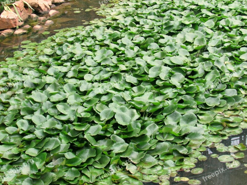 Water Hyacinth Pond Garden Plant Aquatic