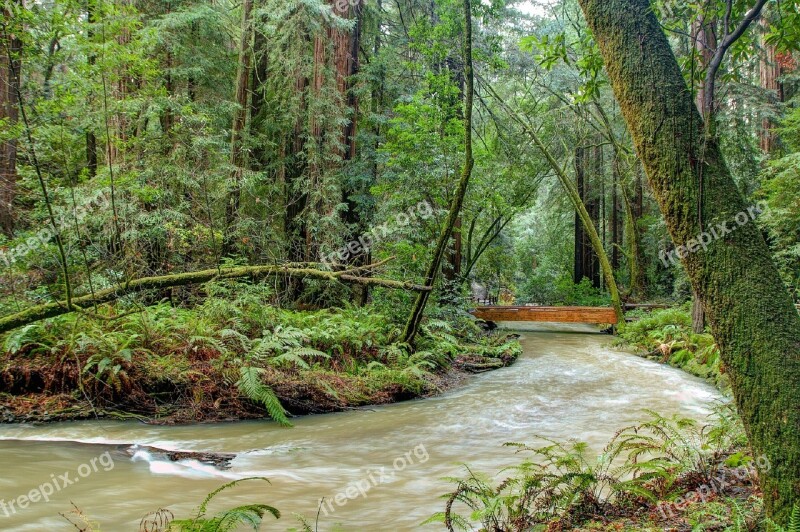 Stream Flowing Water Landscape Scenic