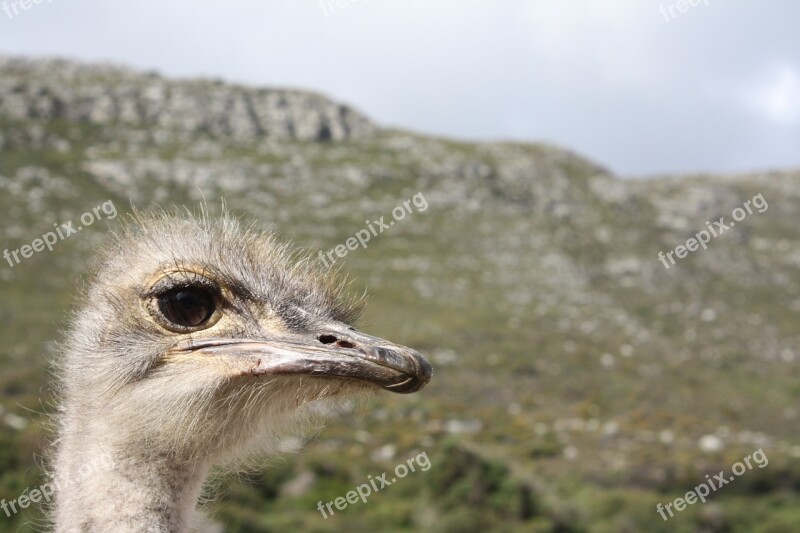 South Africa Ostrich Farm Bouquet Africa Animal