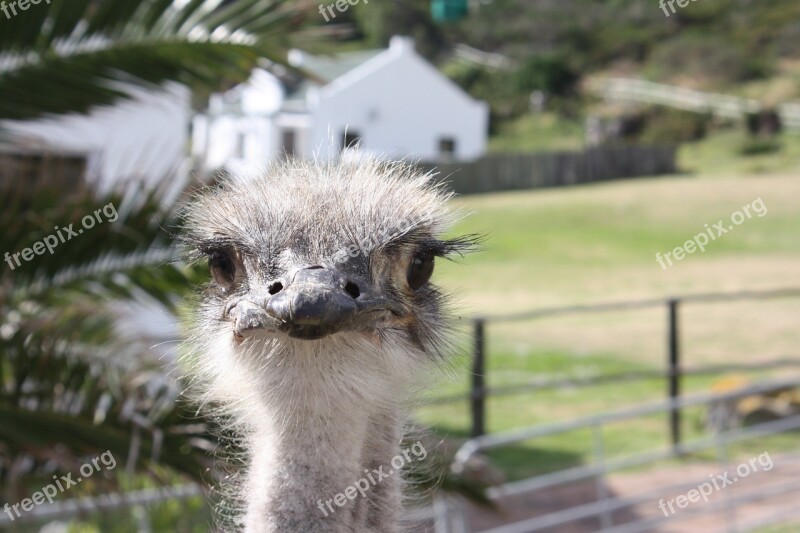 South Africa Ostrich Farm Bouquet Africa Animal