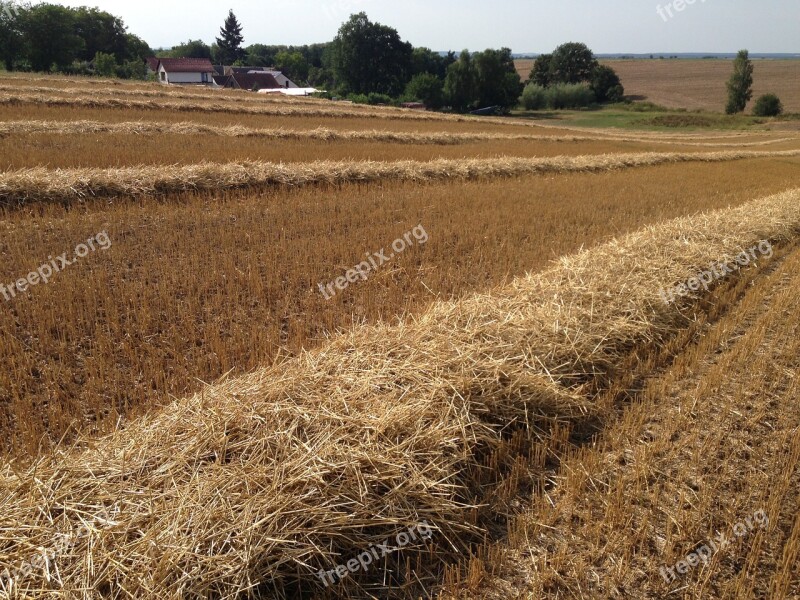 Of Wheat Line Field Wheat Agriculture