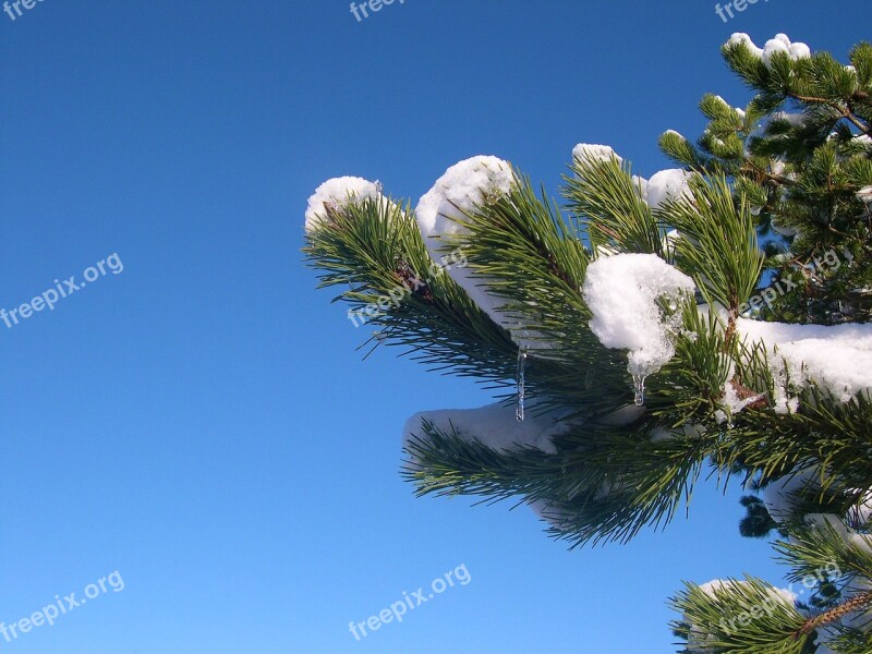 Snow Branch Pine Icicle Frost